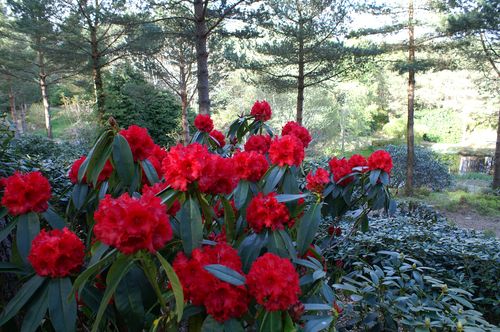 Rhododendron 'Taurus', 13. mai 2006. Foto: F. Ervik